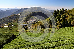 Tea farm landscape