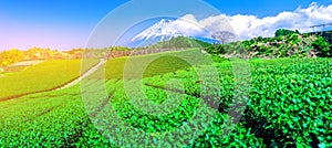 Tea farm and Mount Fuji in spring at Shizuoka,Japan