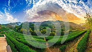 Tea farm organic Tea farm 2000 Doi Ang Khang Chiang Mai Thailand in the morning Panoramas