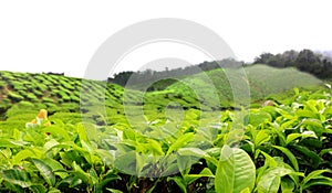 Tea farm plantation in Cameron Highland Malaysia