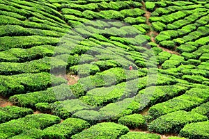 Tea Farm Valley in Cameron Highlands