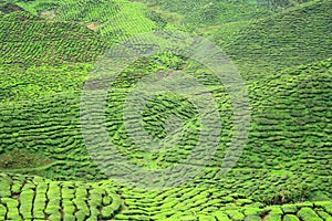 Tea Farm Valley in Cameron Highlands