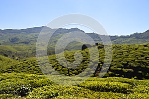 Tea farms