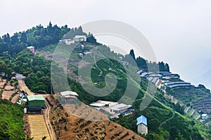 Tea farms on a mountain