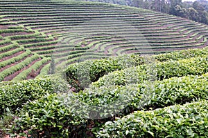 Tea Field