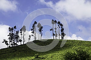 Tea field in Coonoor, India