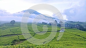 Tea Field on Dempo Mountain photo