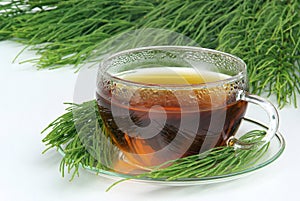 Tea field horsetail