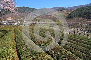 Tea field in Hwagae, South Korea