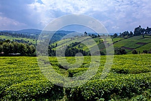 Tea fields