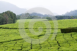 Tea fields