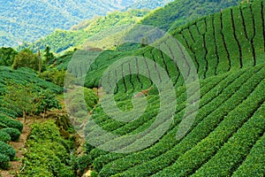 Tea fields in Alishan Taiwan