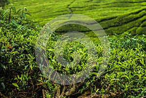 Tea fields in the Cameron Higlands