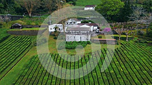 Tea fields farmer houses nature aerial view. Smooth rows green bushes farm land