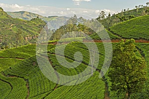 Tea fields green landscape, Sri Lanka