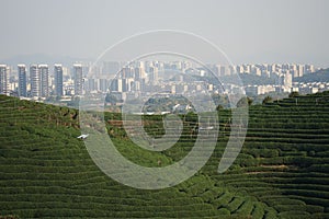 Tea fields in Hangzhou with the city buildings in the background, China