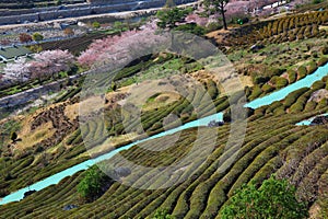 Tea fields in Hwagae, South Korea