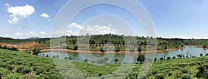 Tea fields with the lake in Bao Loc, Vietnam