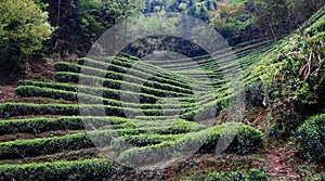 Tea fields with rhythmic lines