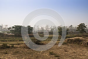 Tea fields in Srimangal, Bangladesh