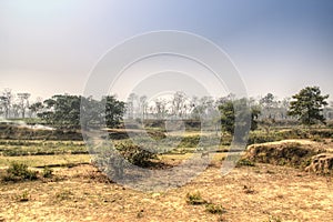 Tea fields in Srimangal, Bangladesh