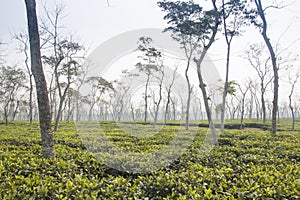 Tea fields in Srimangal, Bangladesh