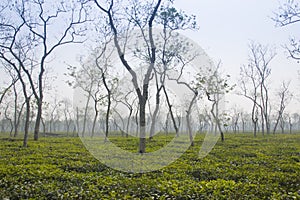 Tea fields in Srimangal, Bangladesh