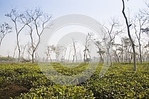 Tea fields in Srimangal, Bangladesh