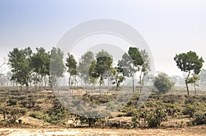 Tea fields in Srimangal, Bangladesh