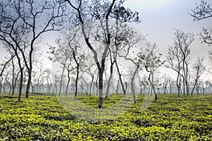 Tea fields in Srimangal, Bangladesh