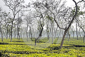 Tea fields in Srimangal, Bangladesh