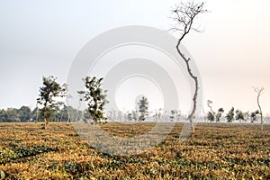 Tea fields in Srimangal, Bangladesh