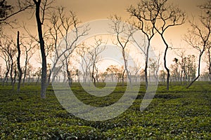 Tea fields in Srimangal, Bangladesh