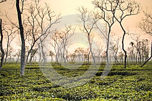 Tea fields in Srimangal, Bangladesh