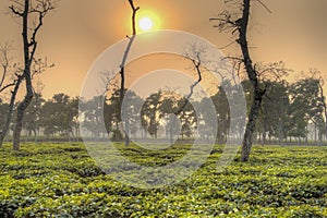 Tea fields in Srimangal, Bangladesh