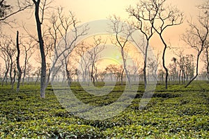 Tea fields in Srimangal, Bangladesh