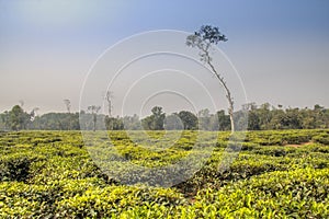 Tea fields in Srimangal, Bangladesh