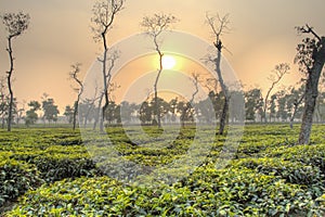 Tea fields in Srimangal, Bangladesh