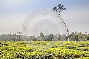 Tea fields in Srimangal, Bangladesh