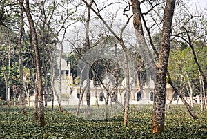 Tea fields in Srimangal, Bangladesh