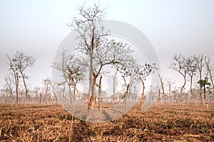 Tea fields in Srimangal, Bangladesh