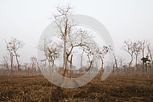 Tea fields in Srimangal, Bangladesh