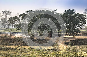 Tea fields in Srimangal, Bangladesh