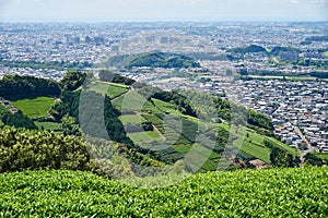 Tea fileds above Fujieda