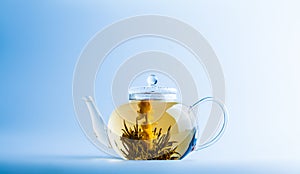 Tea Flower in a Clear Teapot