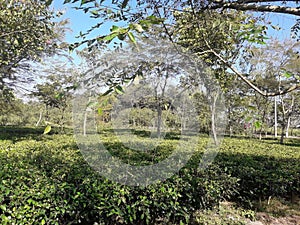 Tea forest at BangladeshÃ°Å¸ËÅ 