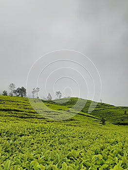 Tea forest in indonesia