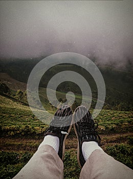 tea forest at the top of the hill