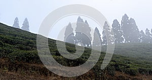 Tea Gaerdens of Ilam photo