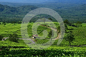 Tea garden
